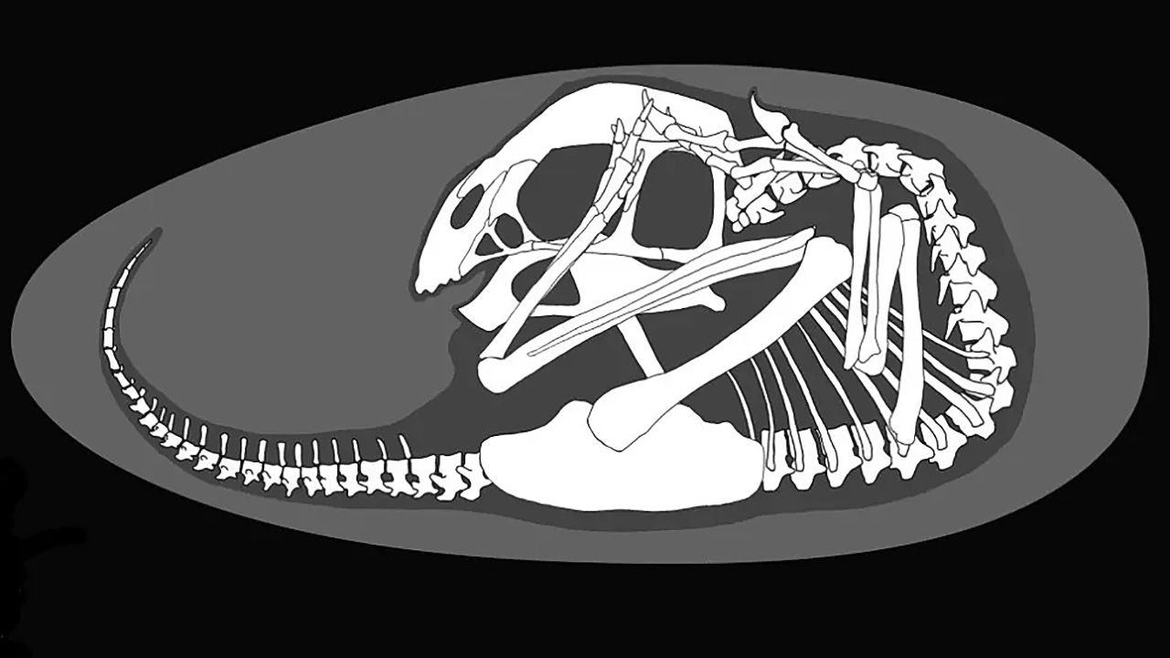 Oviraptorosaur